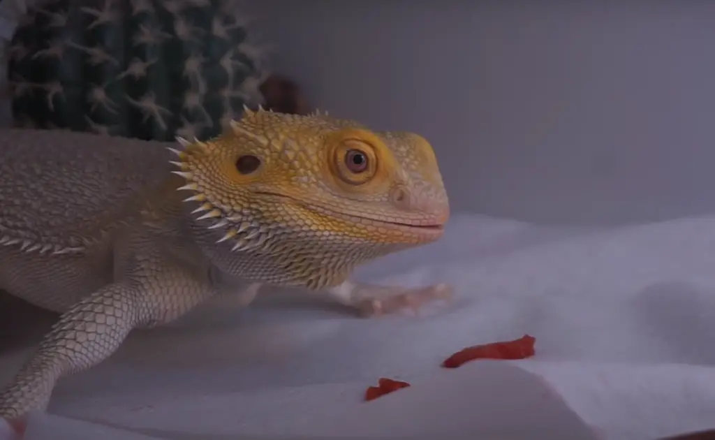 Observe Your Bearded Dragon After Feeding