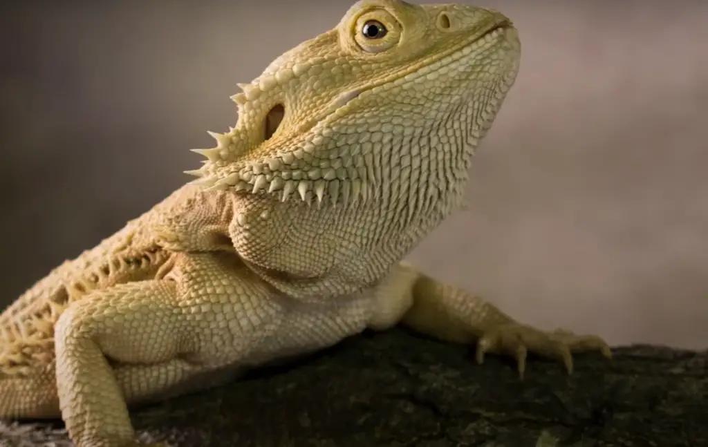 Pros and Cons of Having a Bearded Dragon As a Pet