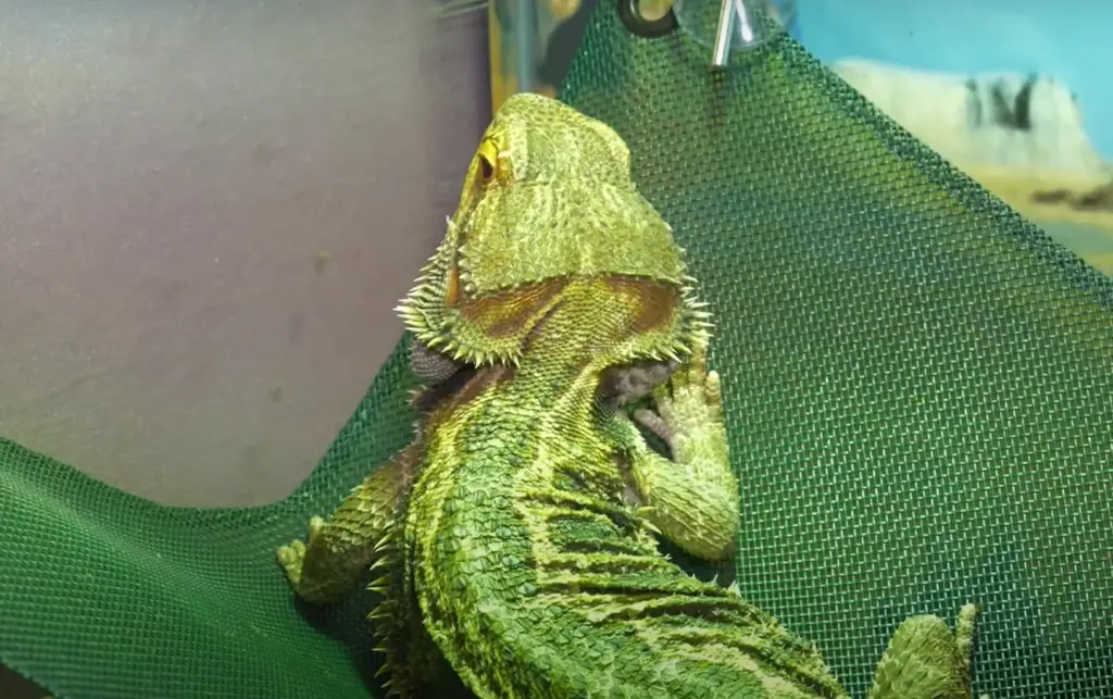 Risks of Feeding a Watermelon to Your Beardie