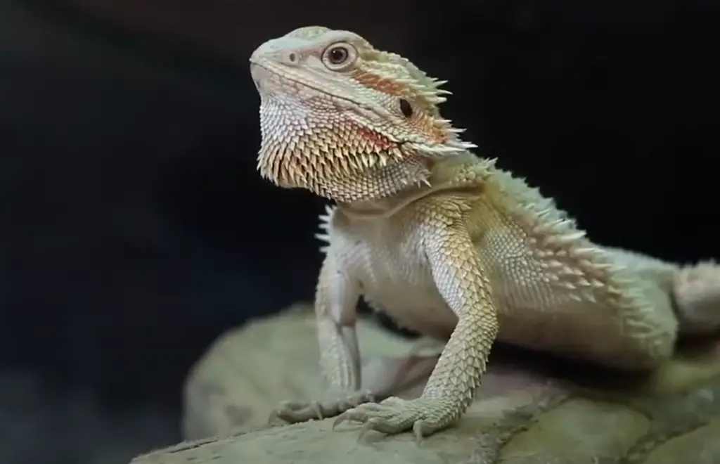 Suggestions on How to Feed Zucchini to Your Beardie