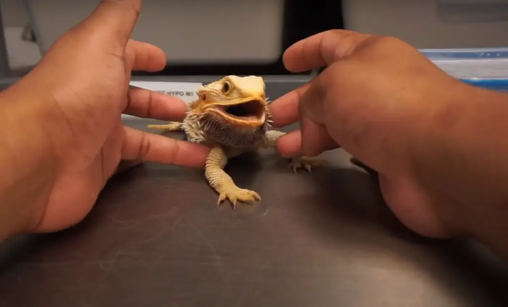 Bearded Dragons: Are They Poisonous?
