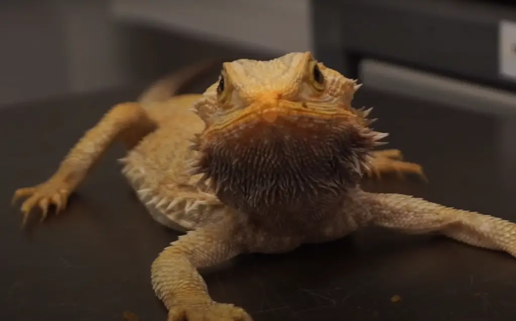 Bearded Dragons are Diurnal
