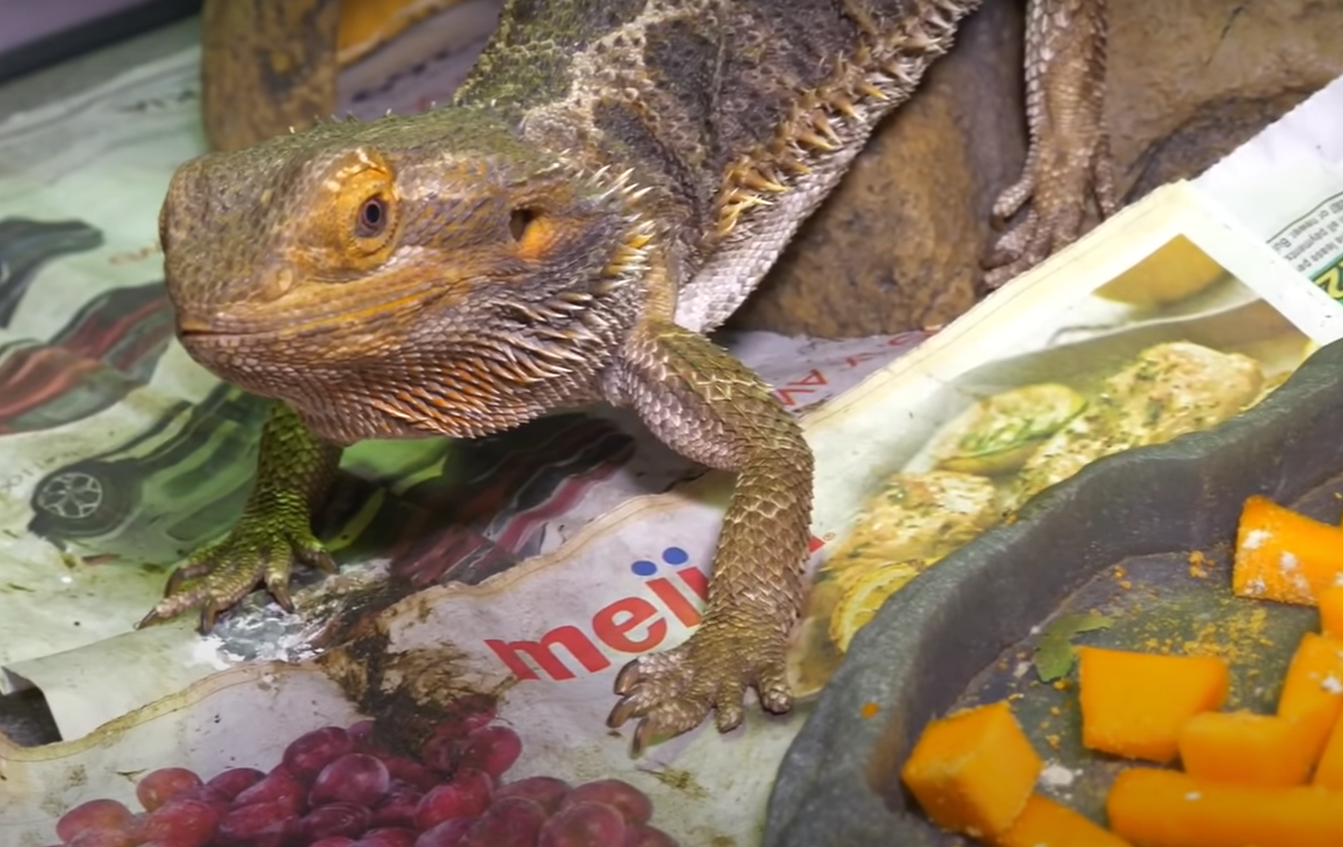 Do Bearded Dragons Have Teeth? - ReptileProfy