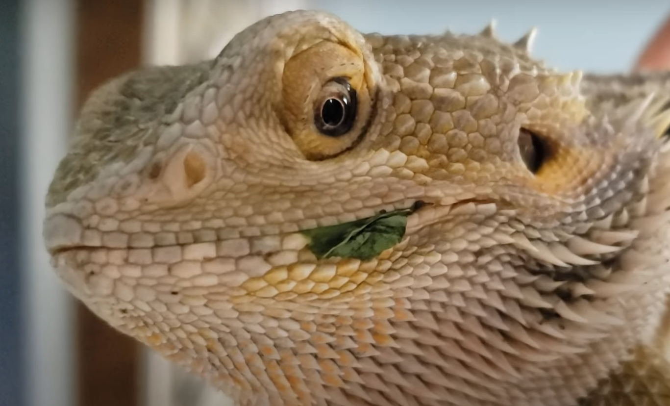 Do Bearded Dragons Have Teeth? - ReptileProfy
