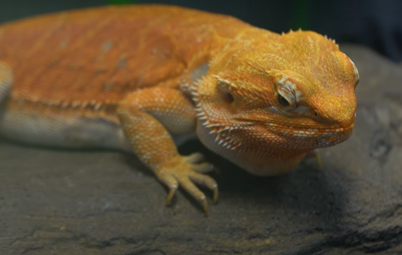 Do Bearded Dragons Have Teeth? - ReptileProfy