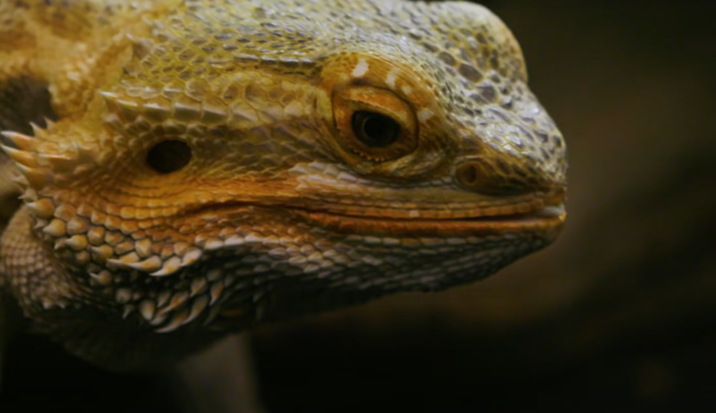 How Much Does a Bearded Dragon Cost? - ReptileProfy