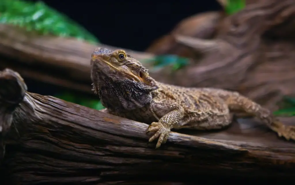 Why Are Bearded Dragons Such a Widespread Pets?