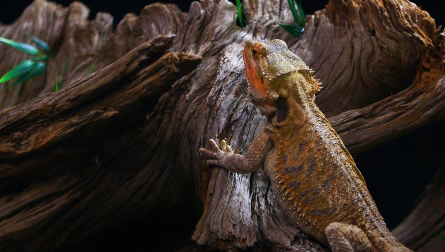 How Much Does a Bearded Dragon Cost? ReptileProfy